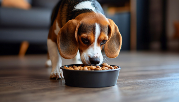 Best Dog Food Products For Balanced Nutrition This Diwali Best Dog Food Products For Balanced Nutrition This Diwali