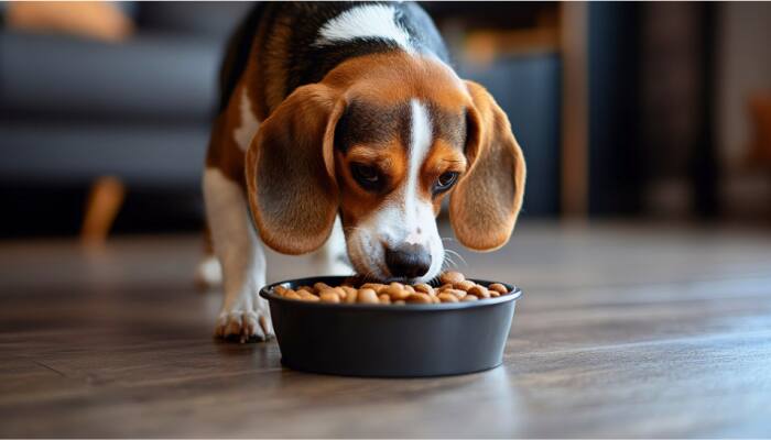 Best Dog Food Products For Balanced Nutrition This Diwali 