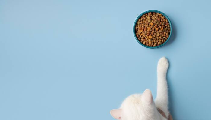 Best Cat Food Products For Balanced Nutrition This Diwali 
