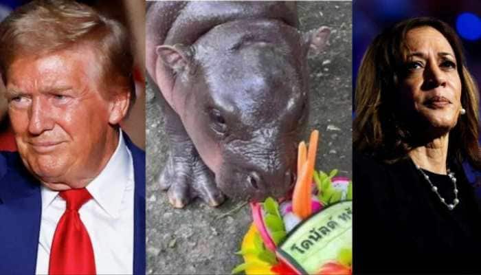 US Polls: As Trump Aces Race To White House, Baby Hippo Moo Deng Gets It Right