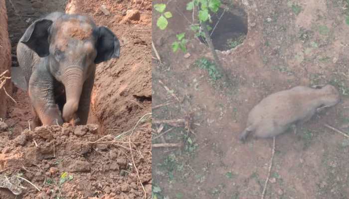 Baby Elephant Rescued From Well, Joyfully Reunited With Mother, Melting Hearts Online: Watch Baby Elephant Rescued From Well, Joyfully Reunited With Mother, Melting Hearts Online: Watch