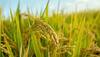 Good News For Punjab Farmers: Modi Government Takes This Big Decision; 6.8 Lakh Farmers Benefit 