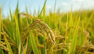 Good News For Punjab Farmers: Modi Government Takes This Big Decision; 6.8 Lakh Farmers Benefit 