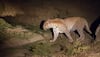 Tiger reserves
