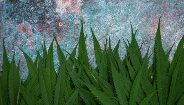 Bengaluru Couple Posts Pictures Of Balcony Plants On FB, But Gets Arrested