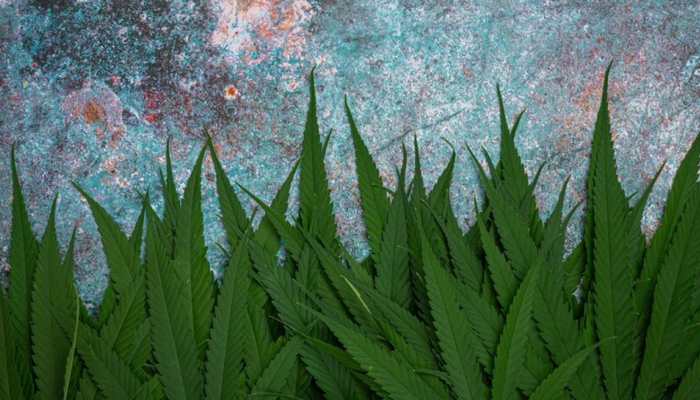 Bengaluru Couple Posts Pictures Of Balcony Plants On Facebook, But Gets Arrested Instead--Know Why