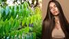 neem for skin