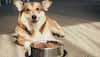 Pawsome Nutrition: Top Dog Best-Selling Food Recommendations