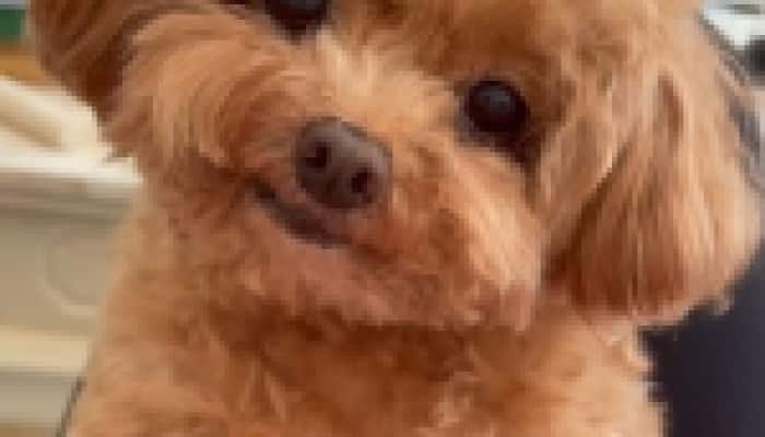 Pet Care Products on amazon