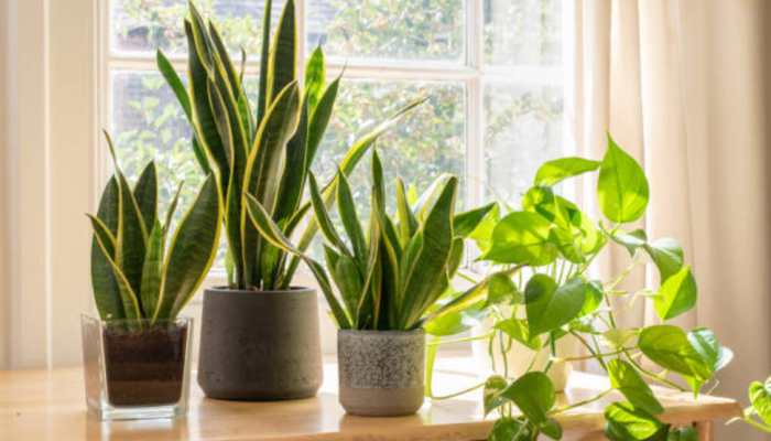 Bring Nature Home With Stunning Planters on Sale Now