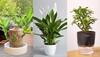 Plants
