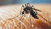 Dengue
