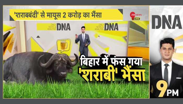 DNA: The Beer-Loving Buffalo Stuck in Bihar!