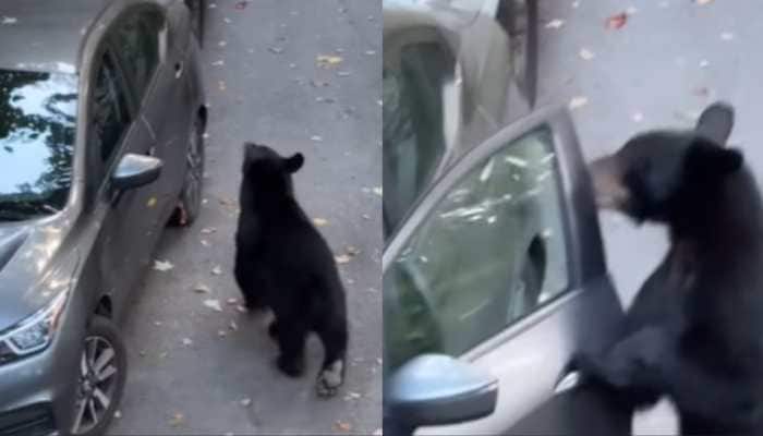 'Wanted Ride Back Home': Wild Bear Opens Car Door, Hops Inside In Viral Video