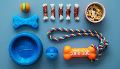 The Ultimate Guide to Dog Chew Toys