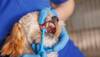 Keep Your Pet's Smile Bright: A Guide to Dental Health
