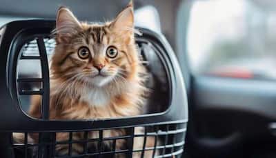 Cat On Board! Tips For A Relaxed Journey With Your Furry Friend