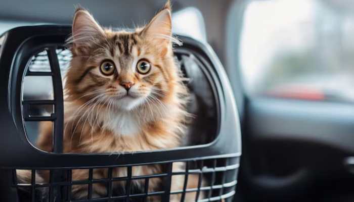 Cat On Board! Tips For A Relaxed Journey With Your Furry Friend