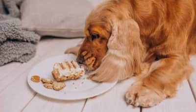 Can Dogs Have Milk And Dairy Products? Check What Nutritionist Says On This