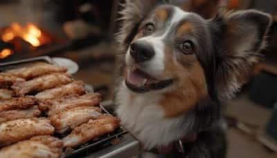 Can All Dogs Eat Lamb? Know Here