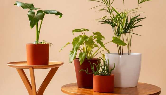 Bring Life Indoors: Trendy Planters for Urban Living