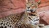 leopard spotted