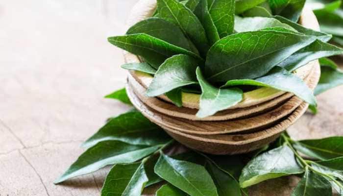 How To Grow Curry Leaves In Your Balcony Or Kitchen Garden?