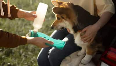 How Often Should Pets Be Given Anti-Rabies Shots And Dewormed? A Guide For Responsible Pet Owners