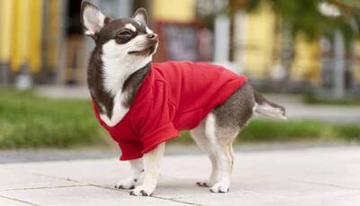 Must Buy These Trendy Clothes for Your Pet