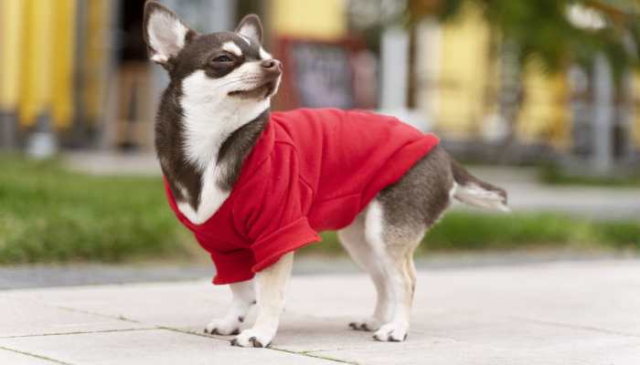 Must Buy These Trendy Clothes for Your Pet