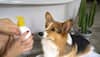 dog shampoo for white coats