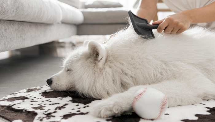 Buy The Best Pet Combs for Every Coat Type