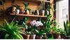 Shop Today And Decorate Your Home With Stunning Flowers