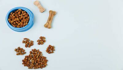 The Best Dog Food to Buy For Your Furry Friend