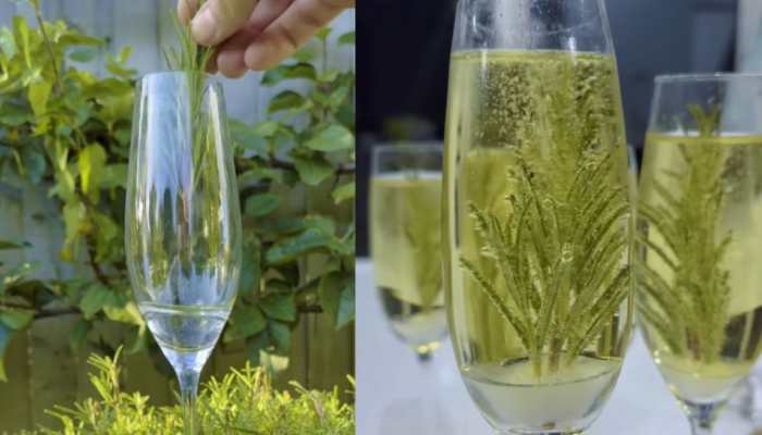 You Can Drink Your Christmas Tree! Try Viral Rosemary Christmas Tree Drink This Season You Can Drink Your Christmas Tree! Try Viral Rosemary Christmas Tree Drink This Season