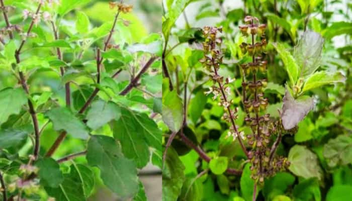 Tulsi Pujan Diwas 2024: Date, History, Rituals, Spiritual Importance, And Health Benefits