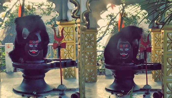 Viral Video: Wild Bear Hugs Shivling At Chhattisgarh's Chandi Mata Mandir, Heartwarming Scene Stuns The Internet; Watch Viral Video: Wild Bear Hugs Shivling At Chhattisgarh's Chandi Mata Mandir, Heartwarming Scene Stuns The Internet; Watch