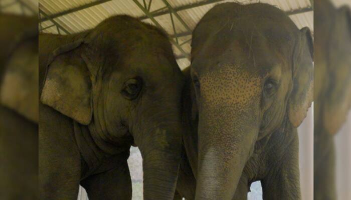 ISKCON Mayapur Elephants To Receive Lifelong Care And Support At Vantara