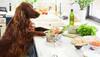 Are Plant-Based Diets Nutritionally Sufficient For Your Pets?