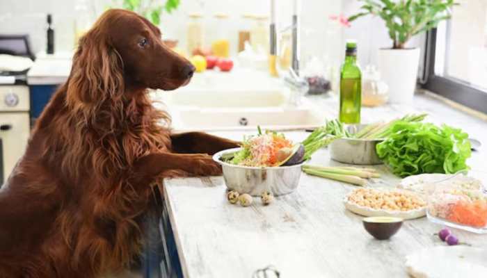 Are Plant-Based Diets Nutritionally Sufficient For Your Pets?