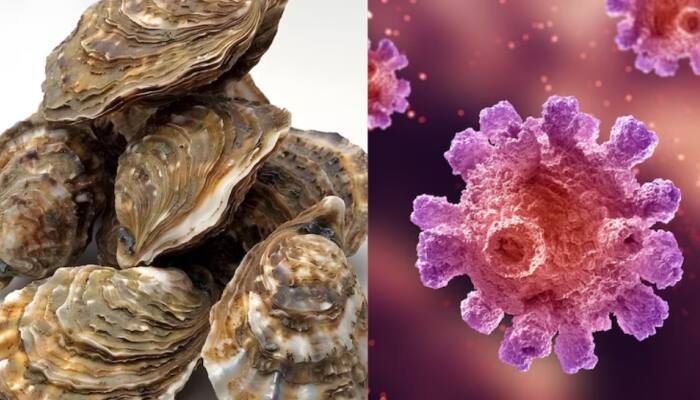 Oyster Blood Protein Could Help Fight Against Antibiotic-Resistant Superbugs