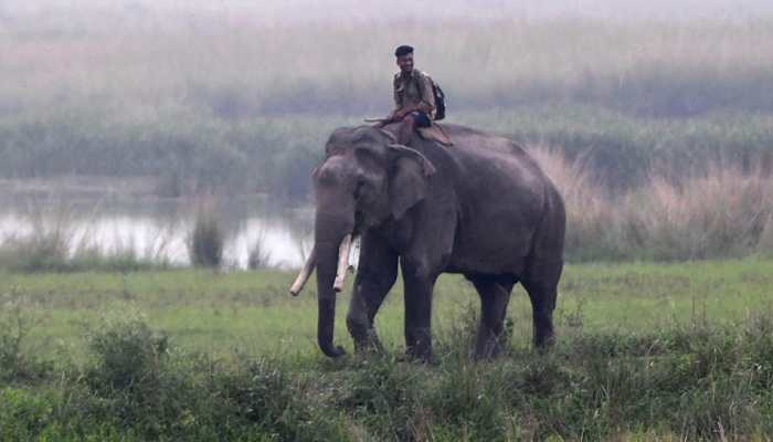 'Fake News': Assam Rubbishes Reports Of Relocation Of Elephants To Other States 'Fake News': Assam Rubbishes Reports Of Relocation Of Elephants To Other States