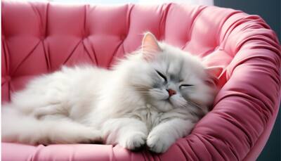 The Ultimate Pet Bed Guide: Find the Most Comfortable Bed for Your Pet