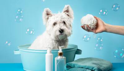 Pamper Your Pup: Top Dog Shampoos to Grab During Marvelof Republic Day Sale