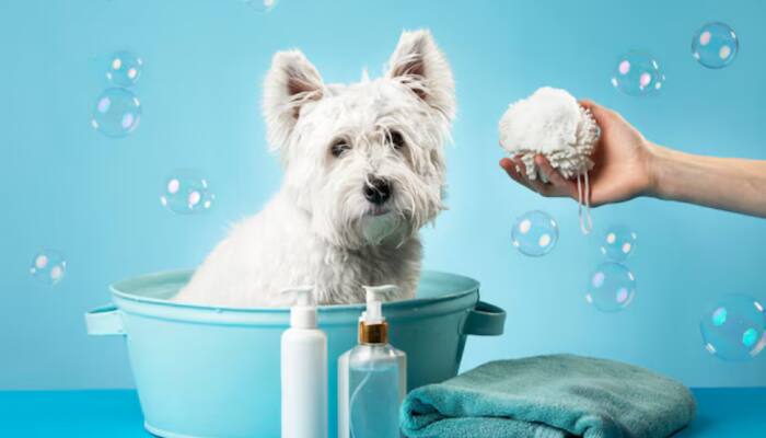 Pamper Your Pup: Top Dog Shampoos to Grab During Marvelof Republic Day Sale