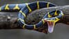 snakebite