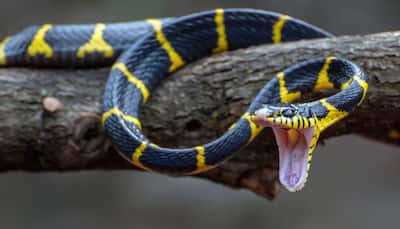 Tackling Snakebite Crisis In Assam: Experts Emphasize Awareness, Rescue Training And First-Aid Measures