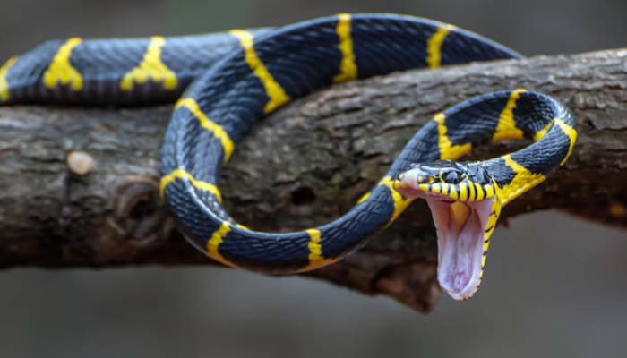 Tackling Snakebite Crisis In Assam: Experts Emphasize Awareness, Rescue Training And First-Aid Measures Tackling Snakebite Crisis In Assam: Experts Emphasize Awareness, Rescue Training And First-Aid Measures