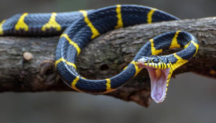 Tackling Snakebite Crisis In Assam: Experts Emphasize Awareness, Rescue Training And First-Aid Measures