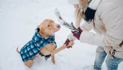 How To Take Care Of Your Pet’s Wellness In Winters?